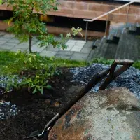 Strategy: Get Arts. SGA50 Beuys oak planting ceremony 22