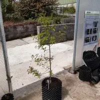 SGA50 Scottish oak sapling (July 2021) from Scotland’s Rural College.
