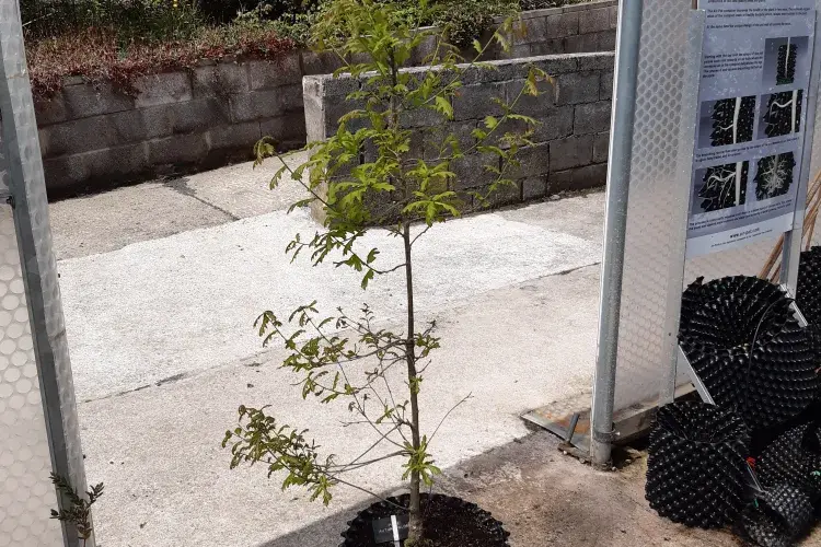 SGA50 Scottish oak sapling (July 2021) from Scotland’s Rural College.